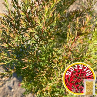 เครื่องดักยุง เมล็ดพันธุ์ seeds man สนหอมไล่ยุง (จำนวน 1 ต้น)แครอทจิ๋วMarigoldฟักทองสลัดแก้วดอกแครอทมะละกอฯ