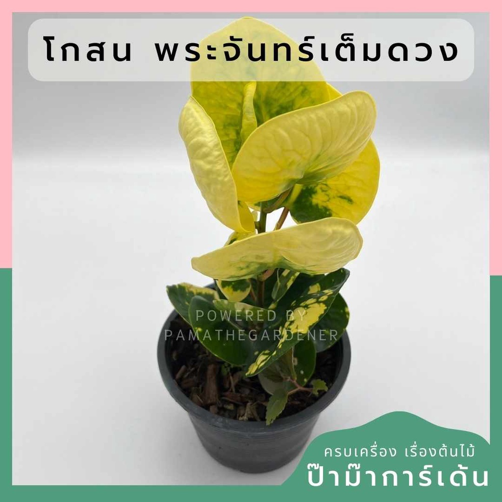 โกสนพระจันทร์เต็มดวง ส่งพร้อมกระถาง 6 นิ้ว