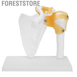 Foreststore Anatomical Skeleton  skeleton Model Human Skeleton Model for Observation and Learning Shoulder Joint Model Human Body Skeleton  for Model