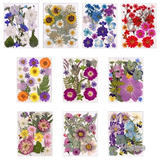 I4otpc 1 ถุง ดอกไม้แห้ง Diy กด ดอกไม้ สติกเกอร์ สําหรับเคสโทรศัพท์ เครื่องประดับ ทํางานฝีมือ ตกแต่งเล็บ