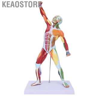 Keaostore LZKW Body Muscle Structure Model Reliable Muscular System Durable