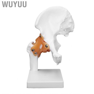 Wuyuu Hip  Model Human Joint Teaching Skeleton