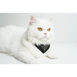 ผ้าพันคอน้องหมา น้องแมว พราด้า Scarf