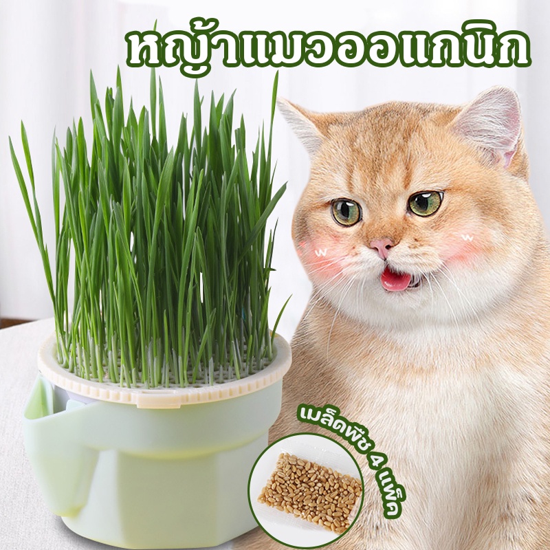 COD หญ้าแมวออแกนิก ชุดปลูกหญ้าแมว ชุดปลูกข้าวสาลี เมล็ดพืช 4 แพ็ค ปลูกง่าย นํากลับมาใช้ใหม่ได้