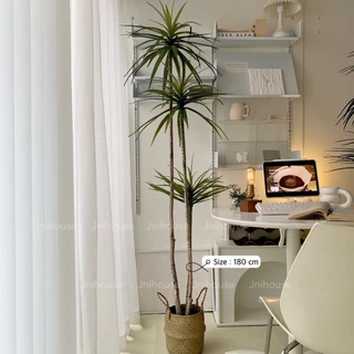 [พร้อมส่ง] Jnihouse : Dragon tree แถมตะกร้าสาน (Dracaena marginata)