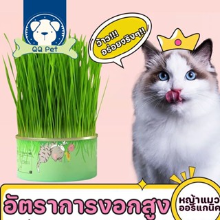 😻พร้อมส่ง😻หญ้าแมว ออร์แกนิค อัตราการงอกสูง เมล็ดพันธุ์คุณภาพ กระป๋องอลูมิเนียม ไม่ต้องใช้ดิน ส่งเสริมการย่อยอาหาร