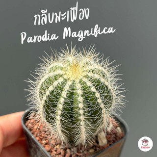 กลีบมะเฟือง Parodia Magnifica แคคตัส กระบองเพชร cactus&amp;succulent