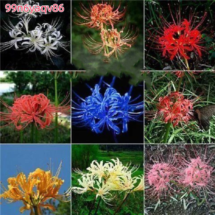 ดอกไม้ Huabean ออกดอกสี่ฤดู หม้อปลูกสีเขียว เหมาะสำหรับระเบียงไม้ เพิ่มความสดใสในบ้าน