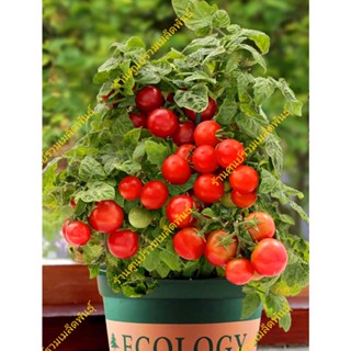 Strawberry variety, large size (50 seeds)