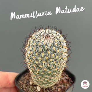 Mammillaria Matudae แคคตัส กระบองเพชร cactus&amp;succulent