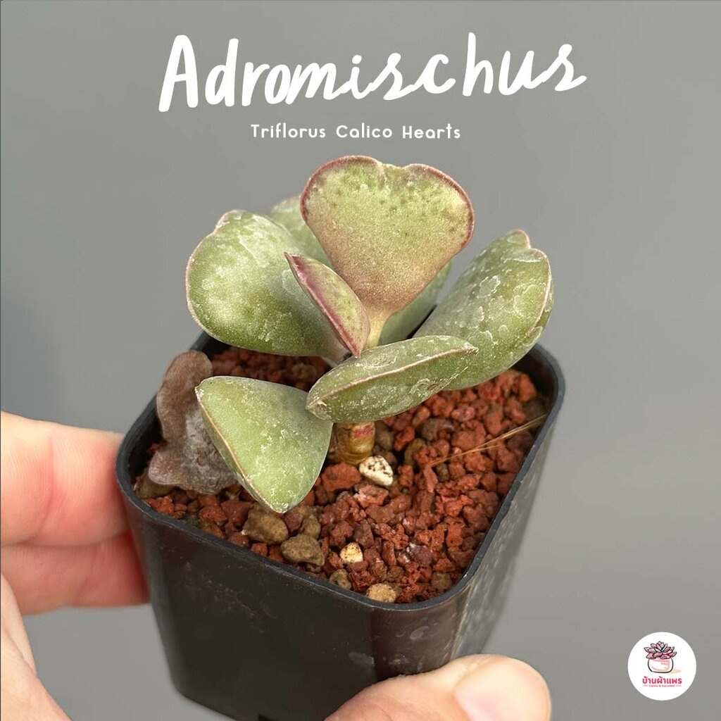 Adromischus Triflorus Calico Hearts ไม้อวบน้ำ กุหลาบหิน Cactus&amp;Succulent หลากหลายสายพันธุ์