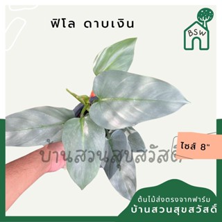 ฟิโล ดาบเงิน philidendron silver sword กระถาง 8 นิ้ว