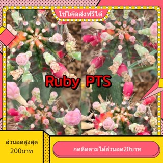 เมล็ด Ruby PTS 1หลอด ได้150เมล็ด+++