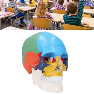 Gemini308 Skull Model Life Size 3 Part Colored Human Anatomical พร้อมแผนภูมิสีสำหรับการเรียนการสอน