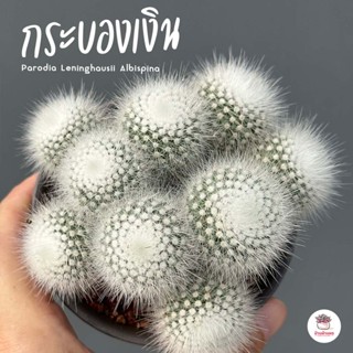 กระบองเงิน #ฟอร์มกอ Parodia Leninghausii Albispina แคคตัส กระบองเพชร cactus&amp;succulent