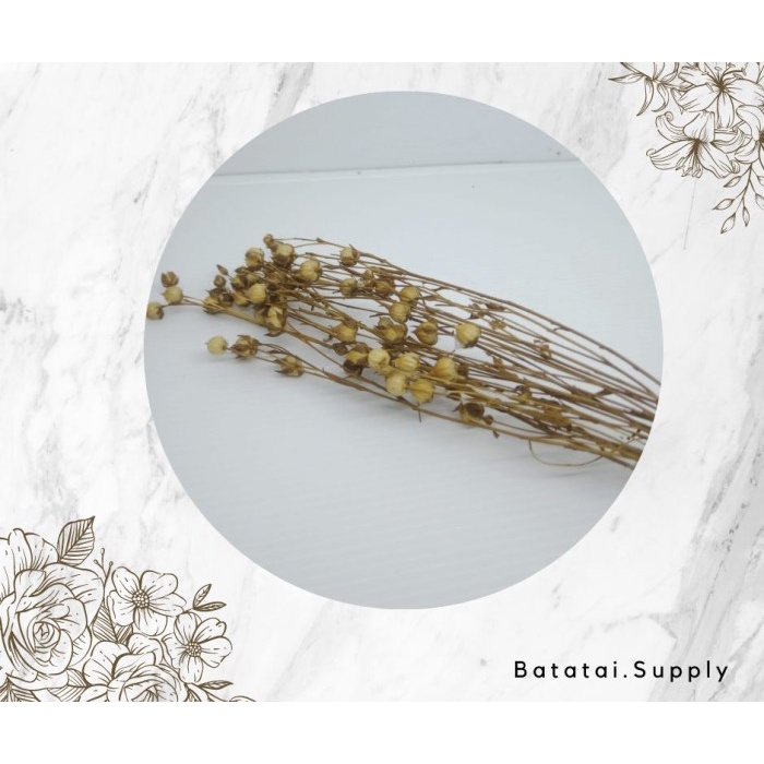 Lino Seeds / Dired Flower - ธรรมชาติ