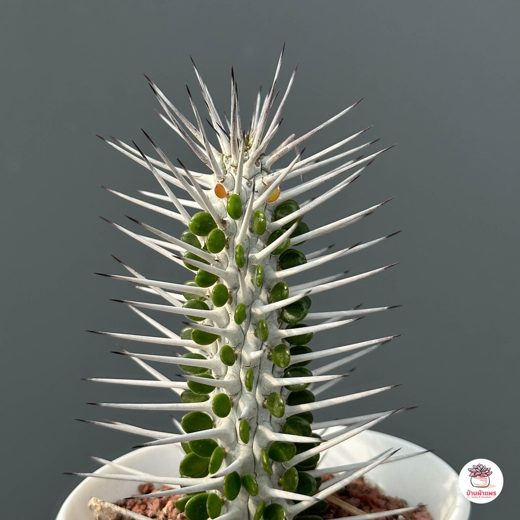 Alluaudia procera แคคตัส กระบองเพชร cactus&succulent