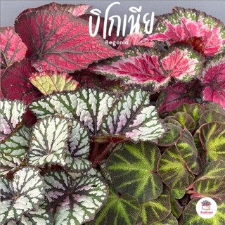 บิโกเนีย Begonia หลากหลายสายพันธุ์ ไม้ฟอกอากาศ ไม้สวย ไม้ประดับ ตกแต่งสวน