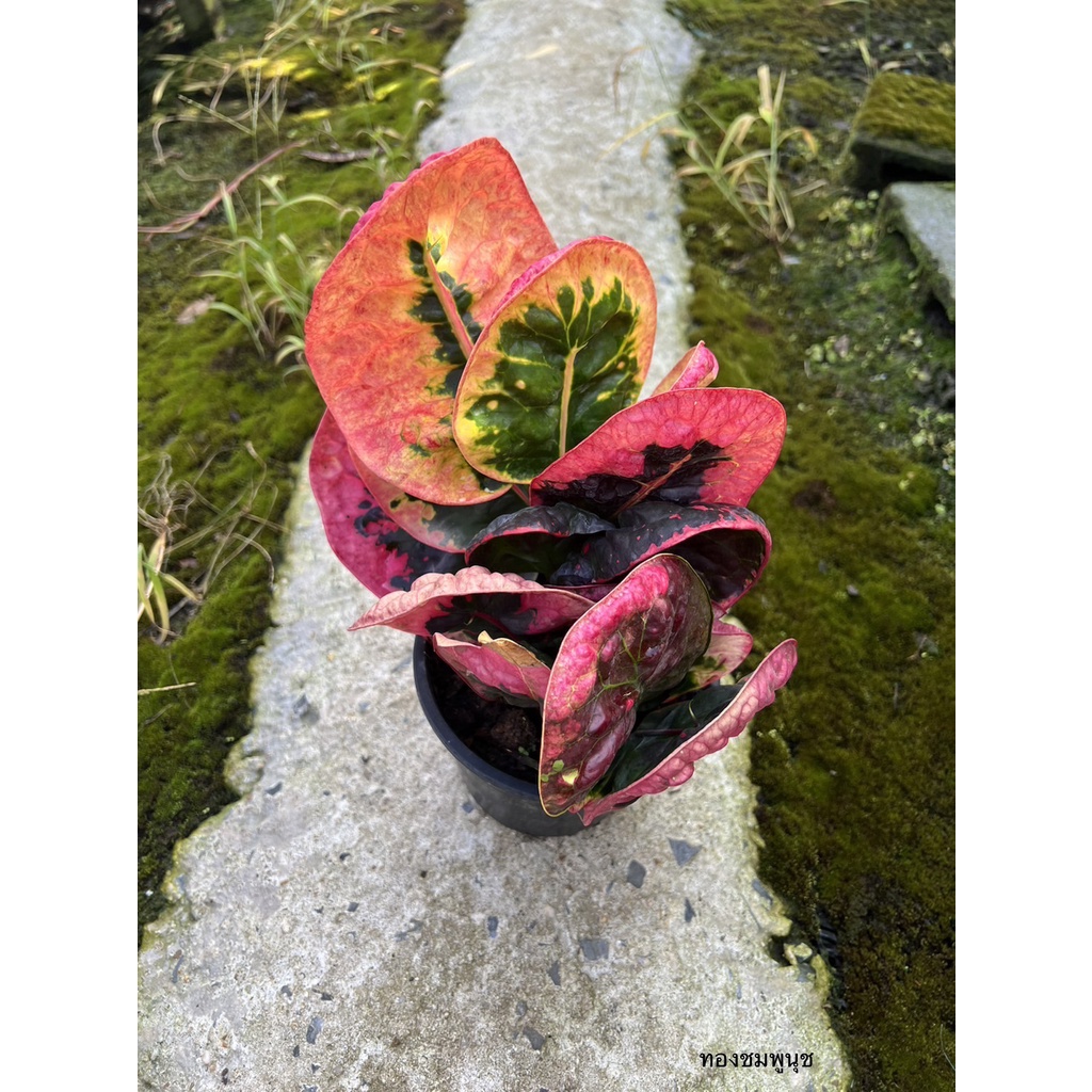 มุมมอง 2