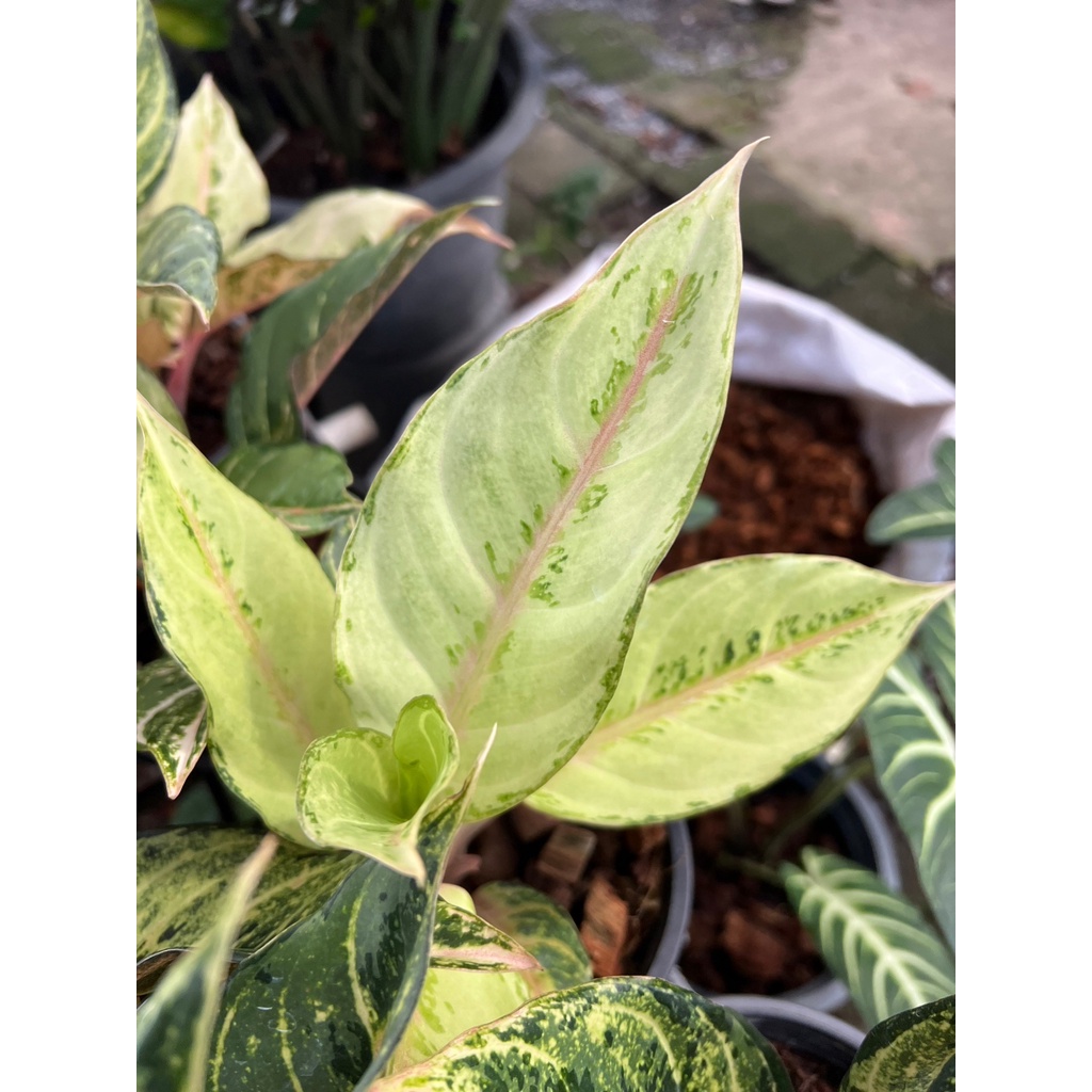 มุมมอง 3