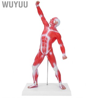 Wuyuu Displaying 50cm Muscular System Model Human Muscles Body Structure