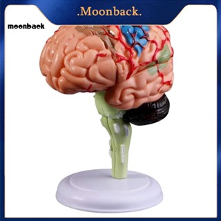 &lt;moonback&gt; โมเดลประติมากรรมการแพทย์ แกะออกได้ สําหรับฝึกสมอง