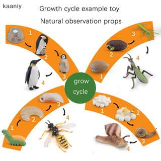 [KAN] ชุดโมเดลแมลงจําลอง ของเล่นเสริมการเรียนรู้ สําหรับเด็กปฐมวัย