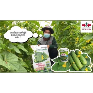 EWCOM ถุงแพ็คเกจใหม่ล่าสุุด 100g แตงร้านลูกผสม บิ๊กกรีนพลัส ตราศรแดง Big Green Plus Cucumber