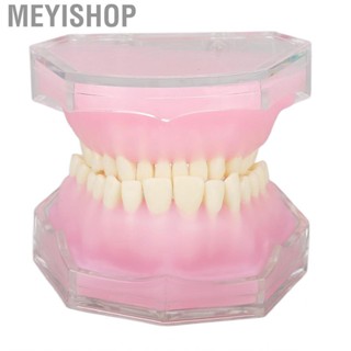 Meyishop Standard Tooth Model Resin Detachable Dental Teaching Study Supplies