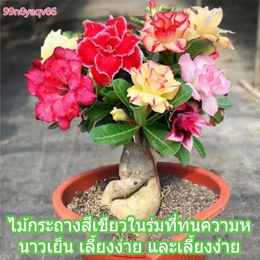กุหลาบทะเลทรายหลากสี ทนความร้อนและความเย็น เหมาะสำหรับระเบียงและปลูกในร่ม ดูแลรักษาง่าย