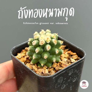 ถังทองหนามกุด ( มอนส์ ) Echinocactus grusonii var. subinermis แคคตัส กระบองเพชร cactus&amp;succulent