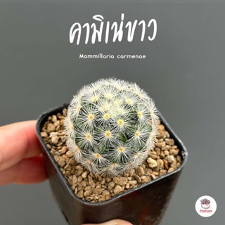 แมมมิลาเรีย คามิเน่ขาว Mammillaria carmenae แคคตัส กระบองเพชร cactus&amp;succulent