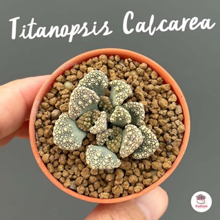 Titanopsis Calcarea กุหลาบหิน cactus&amp;succulentหลากหลายสายพันธุ์