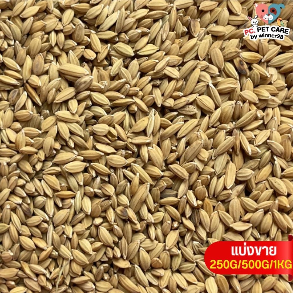 ข้าวเปลือกมะเขือ Small Paddy Grian อาหารนก กระต่าย หนู กระต่าย กระรอก ชูก้า และสัตว์ฟันแทะ (แบ่งขาย 500G / 1KG)
