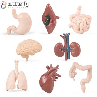 Buttterfly 8 ชิ้น โมเดลออร์แกนมนุษย์ Montessori วิทยาศาสตร์ ของเล่นเพื่อการศึกษา Liver Renal Lung