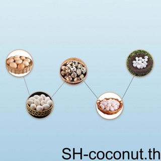 【Coco】ถาดฟักไข่อัตโนมัติ ขนาดเล็ก สําหรับนก สัตว์ปีก 1 2 3