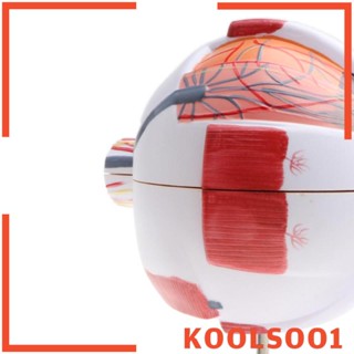 [Koolsoo1] โมเดลลูกตามนุษย์ 3D พร้อมฐาน 6 ส่วน ขยาย 3 เท่า สําหรับวิทยาศาสตร์