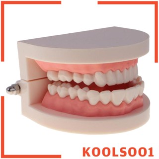 [Koolsoo1] โมเดลฟัน ขนาด 6.5x8x5.4 ซม. 1:1 ของเล่นเสริมการเรียนรู้ สําหรับเด็กนักเรียน