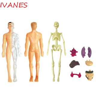 Ivanes โมเดลหุ่นร่างกายมนุษย์ ออร์แกนกายวิภาคศาสตร์ 3D ถอดออกได้ ของเล่นทดลองทางวิทยาศาสตร์