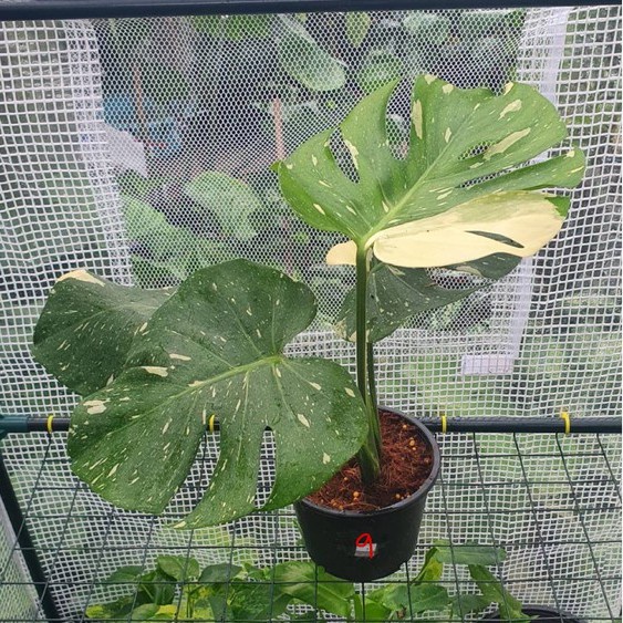 มุมมอง 5