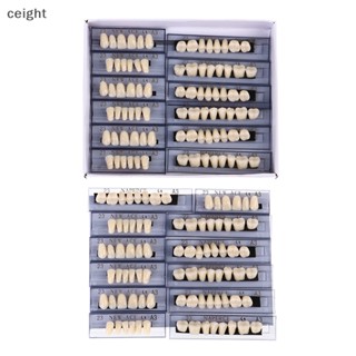 [ceight] ชุดฟันปลอมเรซิ่น โพลิเมอร์สังเคราะห์ ขนาด A3 84 ชิ้น