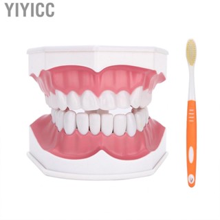 Yiyicc Demonstration Model Tooth Brushing Dental Studying