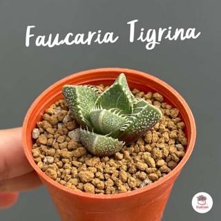 Faucaria Tigrina กรามเสือ ไม้อวบน้ำ กุหลาบหิน cactus&amp;succulent