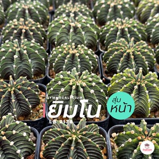 ยิมโน LB 2178 #สุ่มหน้า Gymnocalycium แคคตัส กระบองเพชร cactus&amp;succulent