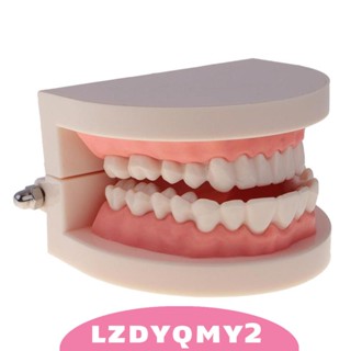 [Lzdyqmy2] โมเดลฟัน ขนาด 6.5x8x5.4 ซม. 1:1 สําหรับการเรียนการสอนเด็กนักเรียน