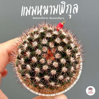 แมมหนามพิกุล Mammillaria Mammillaris แคคตัส กระบองเพชร cactus&amp;succulent