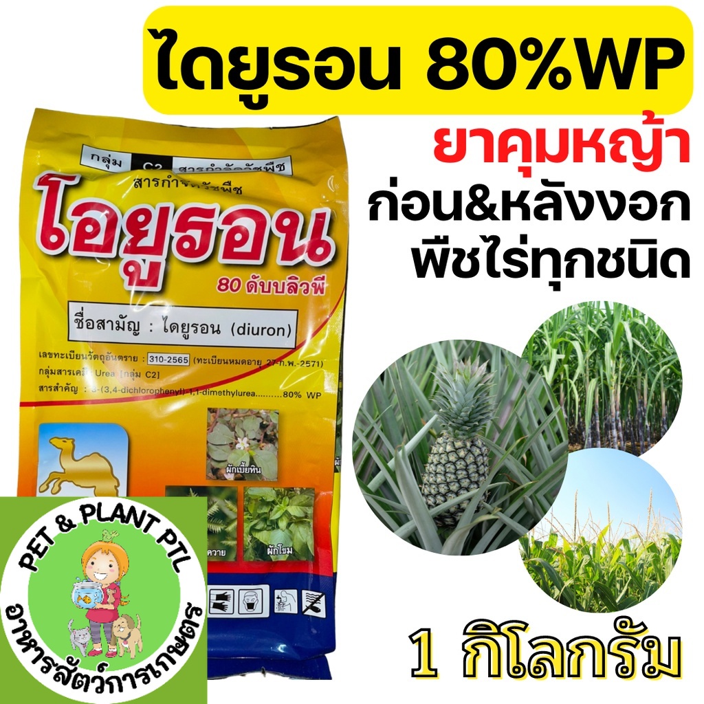 [2แบบ] ไดยูรอน 80% (WP) แบบผง สารคุม ฆ่า กำจัดหญ้าวัชพืชในไร่อ้อย สัปปะรด ฉีดทับได้
