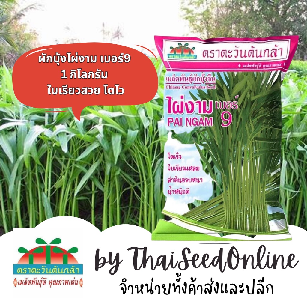 ADV ถุง 1 กก. เมล็ดพันธุ์ ผักบุ้งจีนใบไผ่ ไผ่งาม เบอร์ 9 1 กิโลกรัม ตราตะวันต้นกล้า Chinese Convolvulus