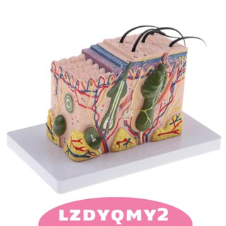 [Lzdyqmy2] โมเดลทิชชู่ 35X สําหรับการเรียนการสอนชีวภาพ