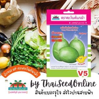 ADV ซฟ เมล็ดพันธุ์ แตงโมอ่อน บัวทอง ตราตะวันต้นกล้า V5